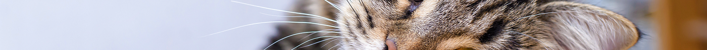 What is your cat saying?