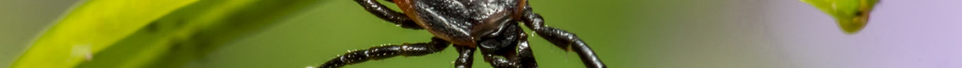 How to safely remove a tick