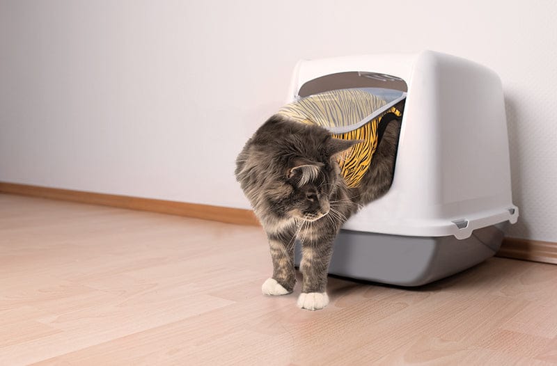 cat coming out of a litter box wearing a tiger Suitical® Recovery Suit for Cats