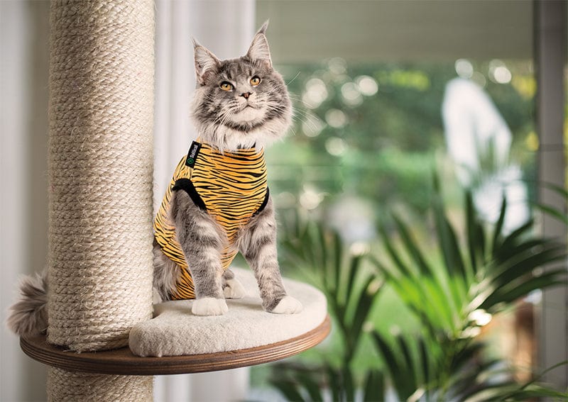 cat sitting on a cat tree wearing a tiger Suitical® Recovery Suit for Cats