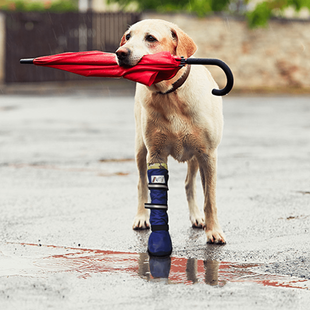 lifestyle image a labrador holding an umbrella in the rain wearing a MPS® Medical PetS Boot