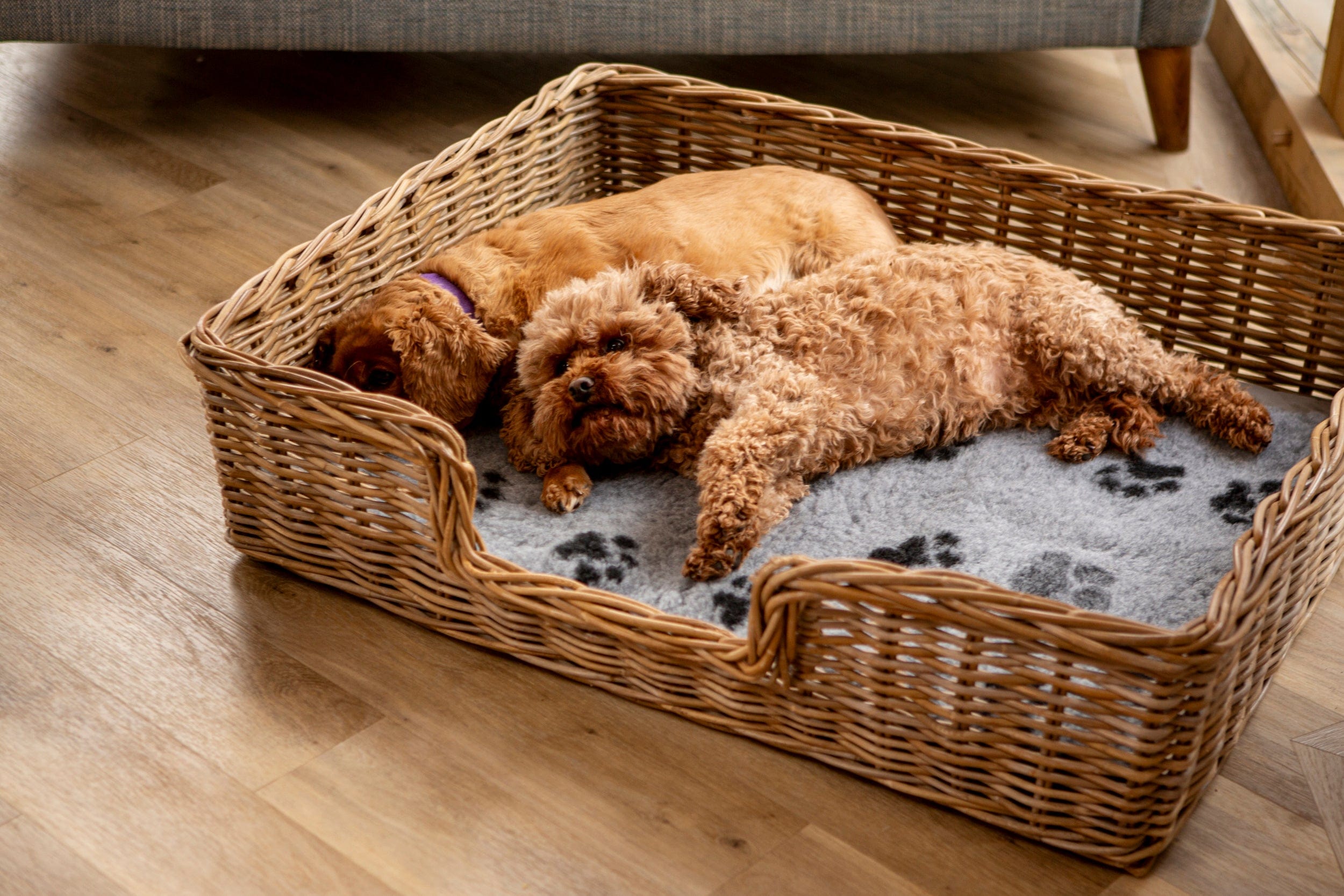 What is Vet Bedding & How Does It Help Your Pet?