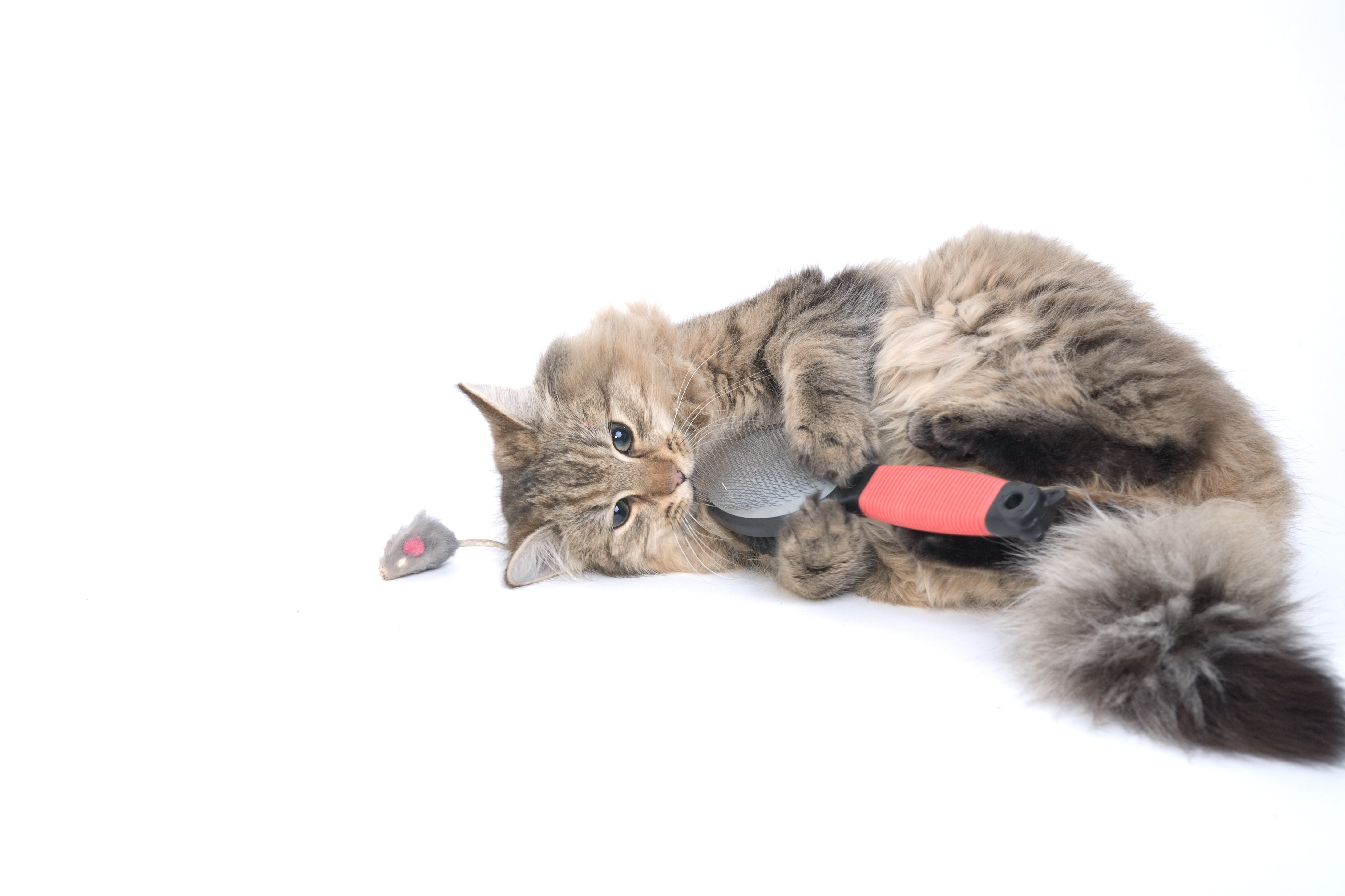 Understanding Cat Body Language: How to Read Your Cat’s Signals