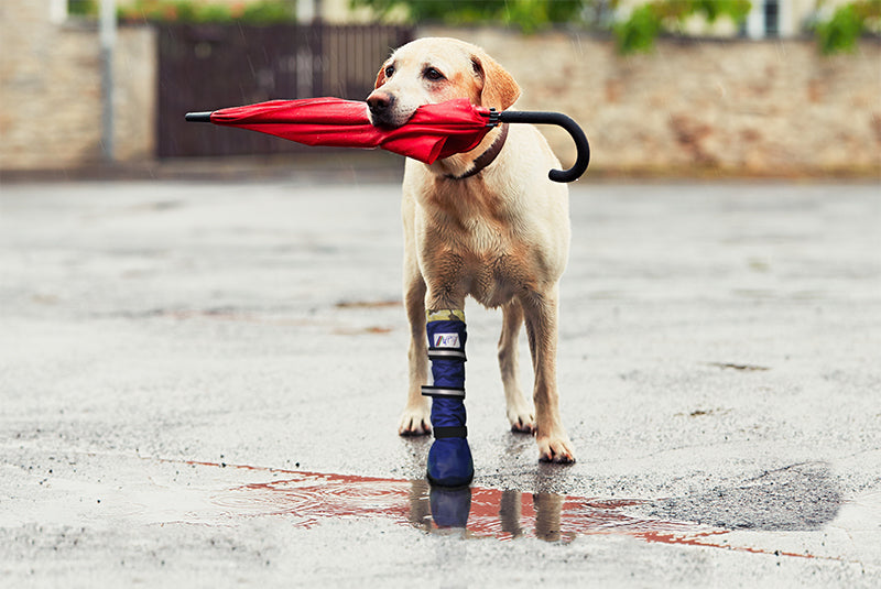 How to Keep Your Dog Warm on Winter Walks: Coats, Boots & Cold-Weather Care