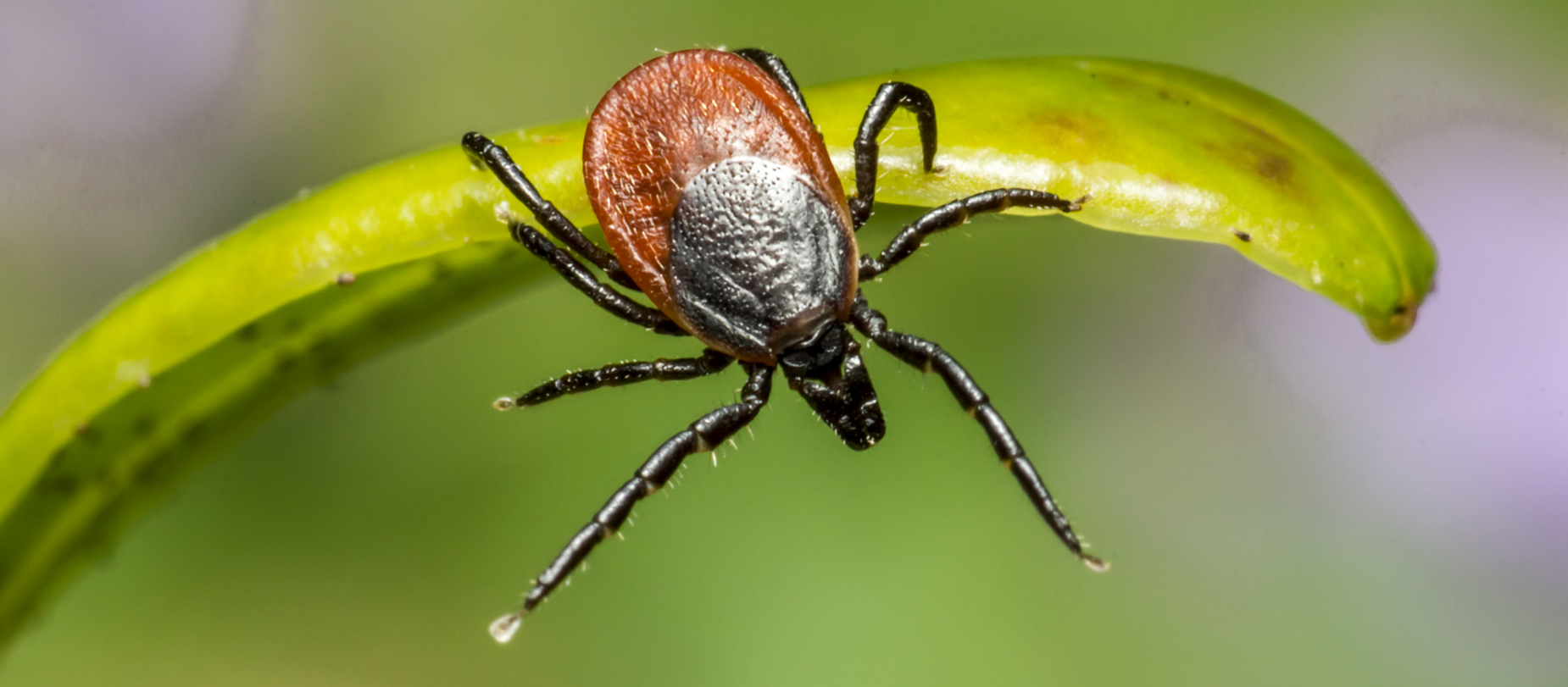 How to safely remove a tick