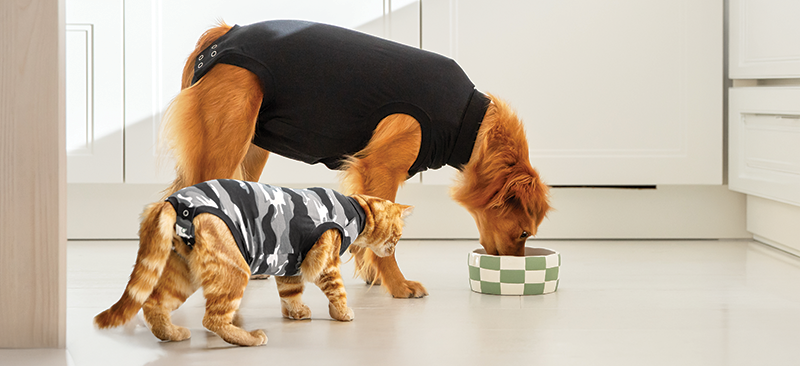 a dog and a cat wearing a suitical recovery suit, dog cone alternatives UK