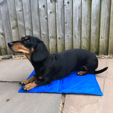 image of dachshund on cool'em cooling mat