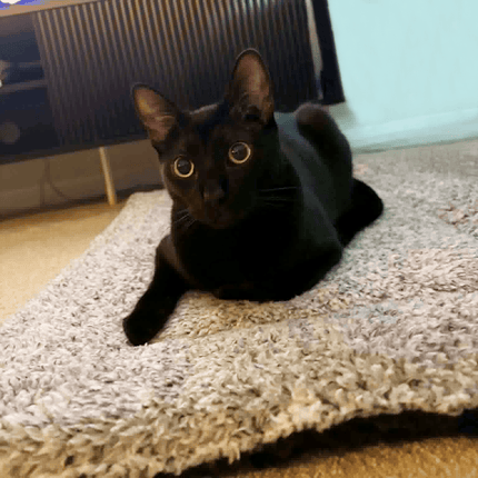 Snug'Em Ultra-Soft Pet Fleece Mat - Speckled