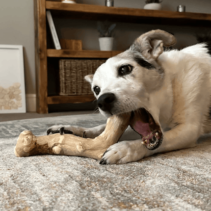 dog enjoying a Treet'Em Stick With It coffee wood chew toy