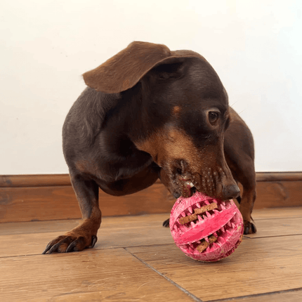 dachshund playing with a dur treat ball