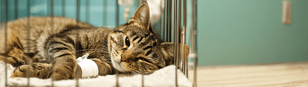 Banner image for: <h2>Warmth, Hygiene & Healing Support</h2>