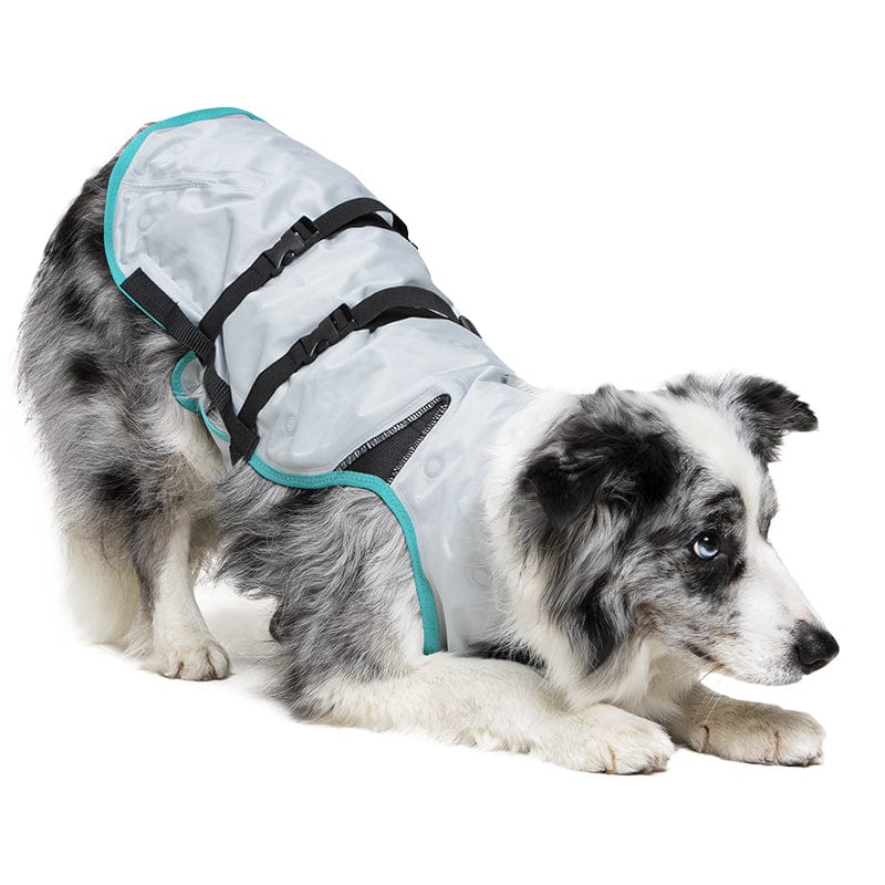playful collie wearing a DRY® Cooling Vest for Dogs