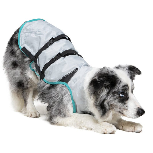 playful collie wearing a DRY® Cooling Vest for Dogs