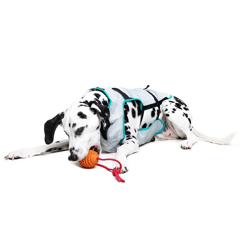 dalmatian playing with a tug ball wearing a DRY® Cooling Vest for Dogs