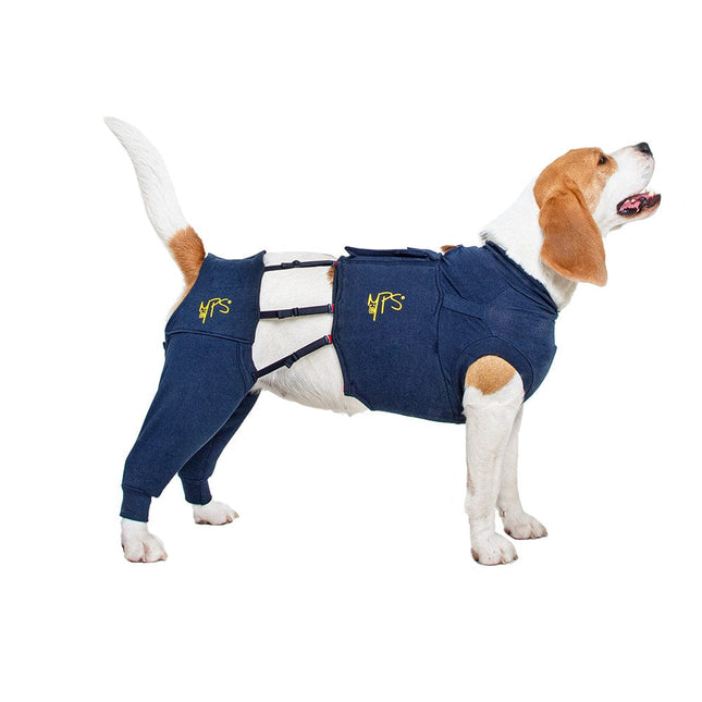 beagle wearing MPS Hind Leg Sleeves for Dogs pluse top shirt