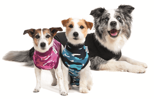 Suitical Recovery Suit for Dogs group shot showing colour options