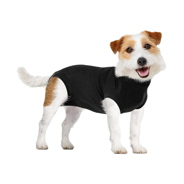 little terrier wearing a black Suitical Recovery Suit for Dogs