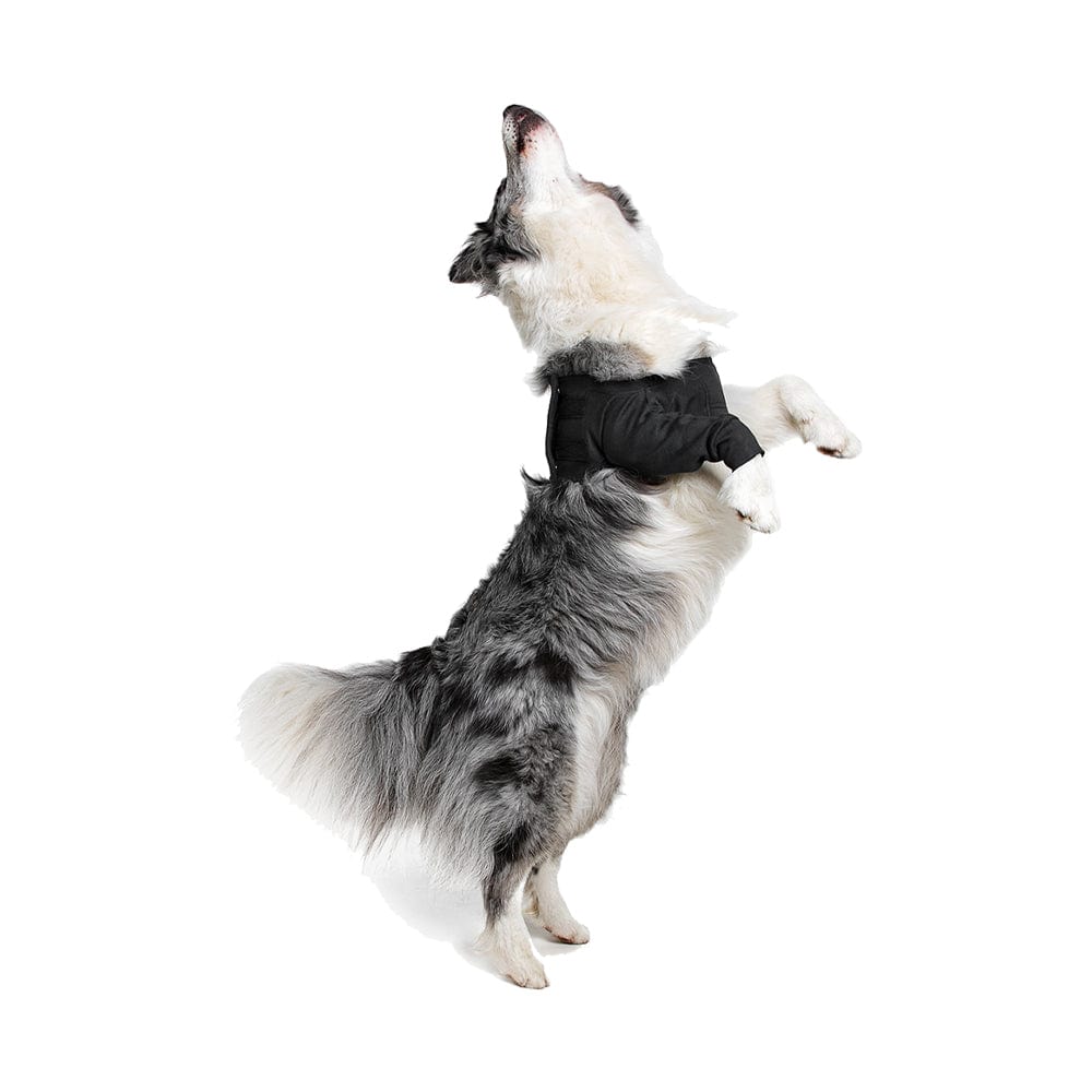jumping collie wearing a Suitical front leg recovery sleeve for dogs