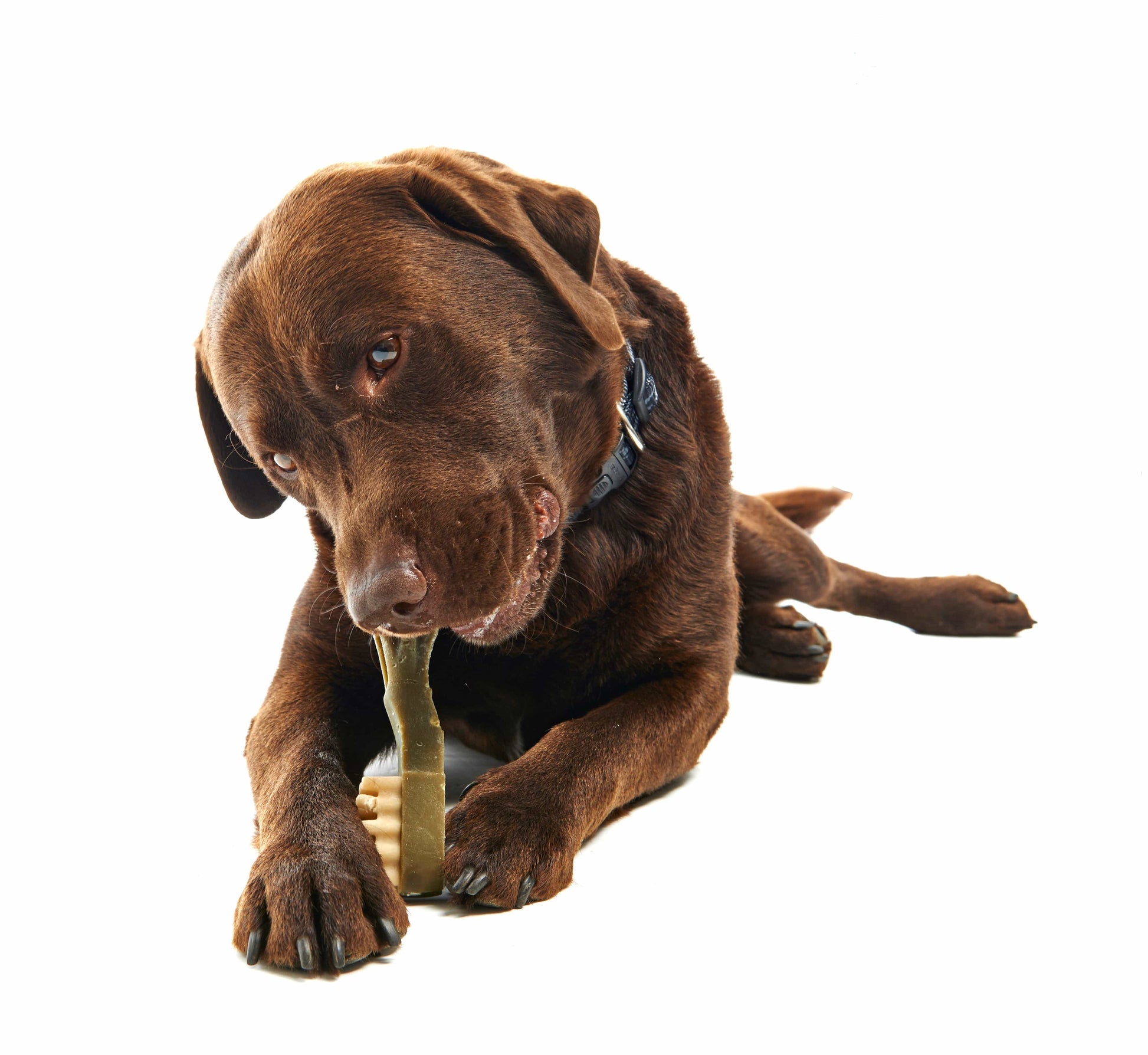 brown labrador enjoying a Whimzees Toothbrush