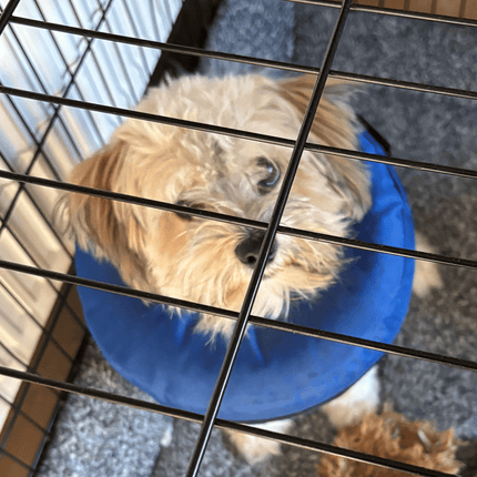 Inflatable Collar