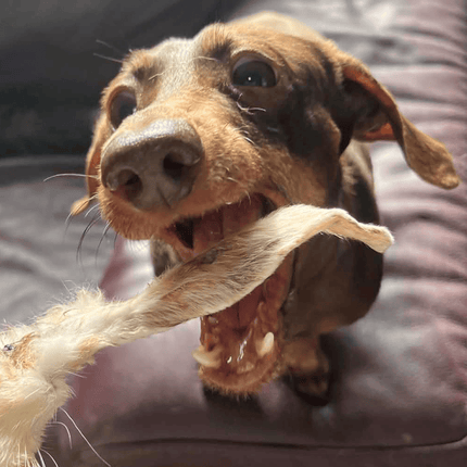 Natural Picks Rabbits Ears with Fur