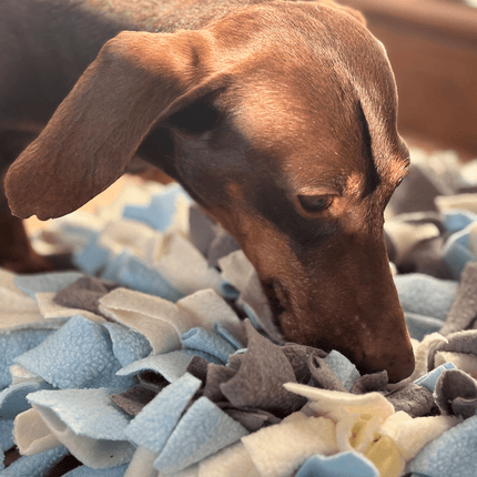 dachshund sniffing for food in a noseypaws snuffle mat