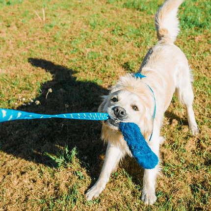 Dog playing with a blue faux fur bungee handled toy on a grassy field