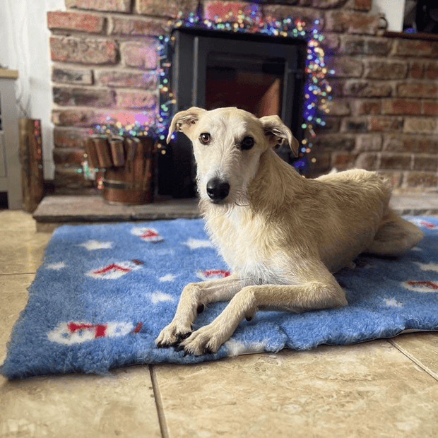 Lurcher laid on ProFleece Vetbed Pet Bedding blue snowman non slip christmas design
