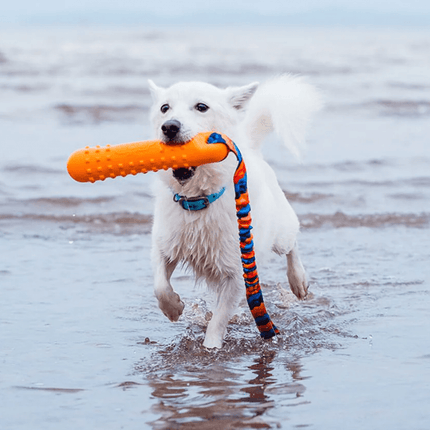 White dog running on a beach with an orange toy in its mouth