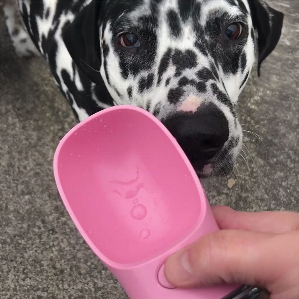 dalmatian dog looking at a pink Hydrate'Em travel water bottle