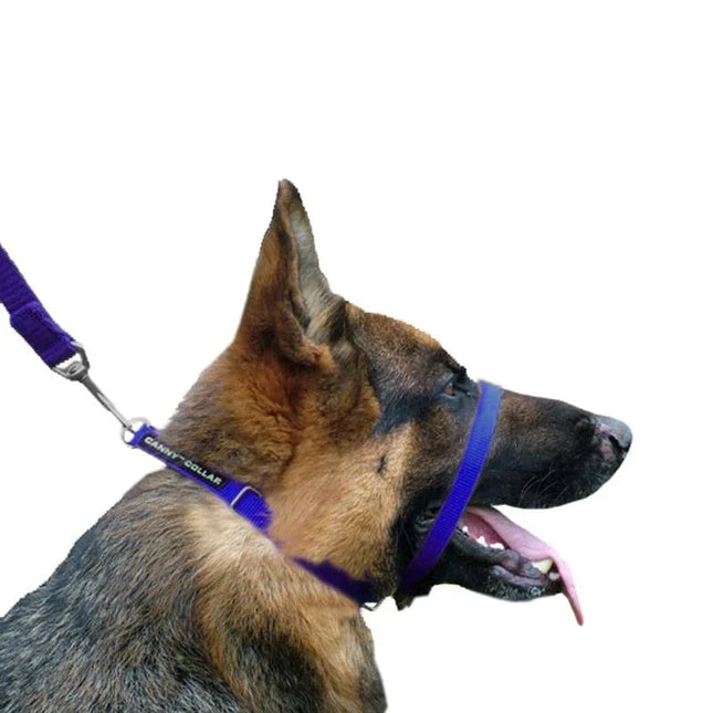 canny collar blue