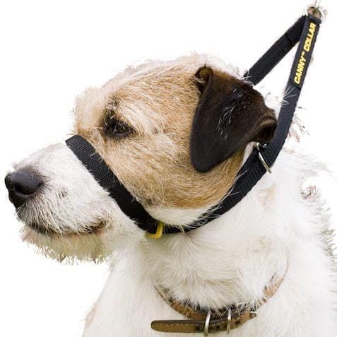canny collar black
