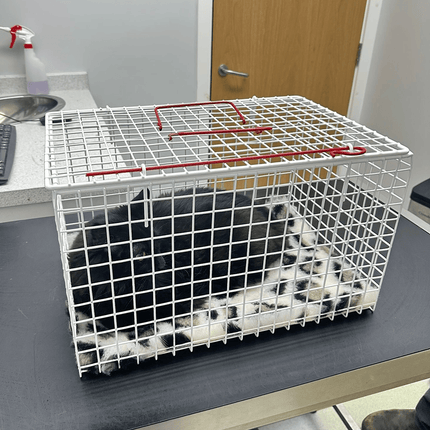 Wire Cat Cage – Secure & Comfortable Carrier for Cats and Kittens