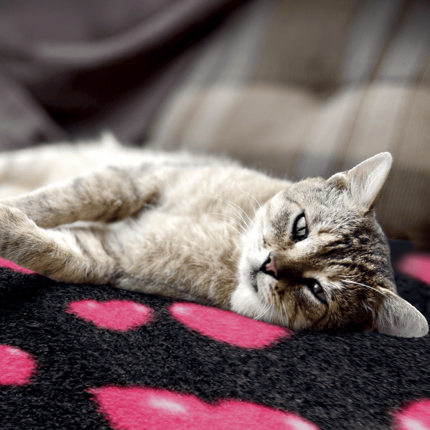 <h3>For the real Valentine in your life… with paws!<br/><br/></h3>