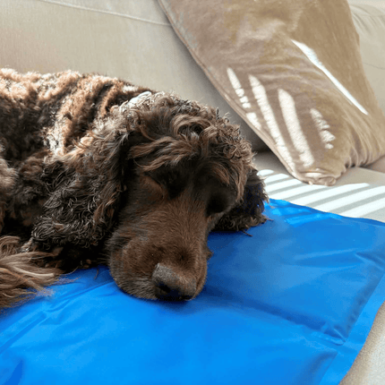 Cool'Em Cooling Mat – Keep Your Pet Comfortable on Hot Days