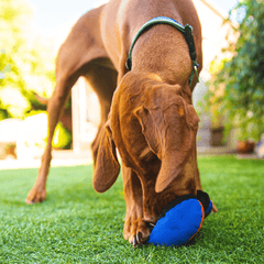 Brown dog playing with a blue and orange mesh treat dispenser on grass