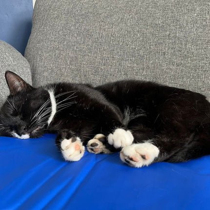 image of black and white cat on cool'em cooling mat