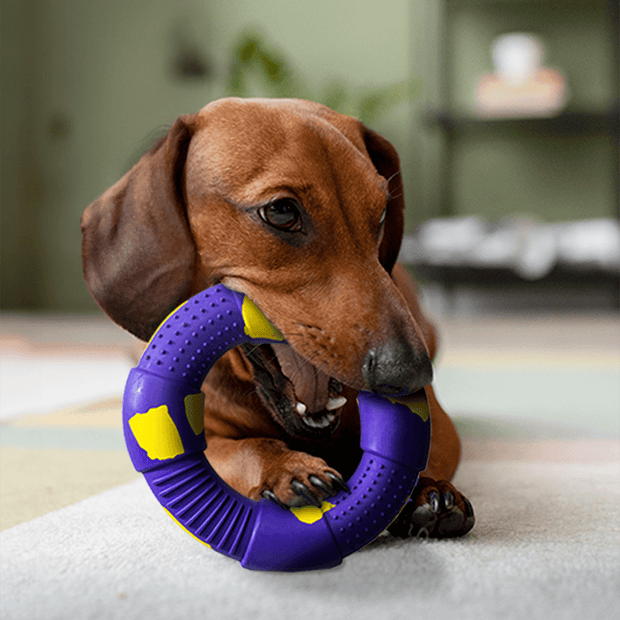 a dachshund playing with a Dur rubber ring