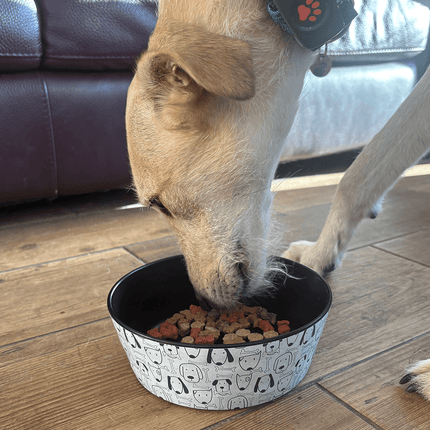scruffy lurcher eating from a Friendly Faced Dog Bowl 