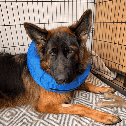 Inflatable Collar