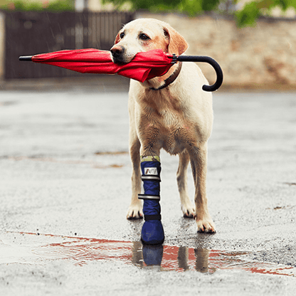 lifestyle image a labrador holding an umbrella in the rain wearing a MPS® Medical PetS Boot
