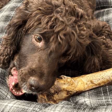 Natural Picks Ostrich Bone - Single