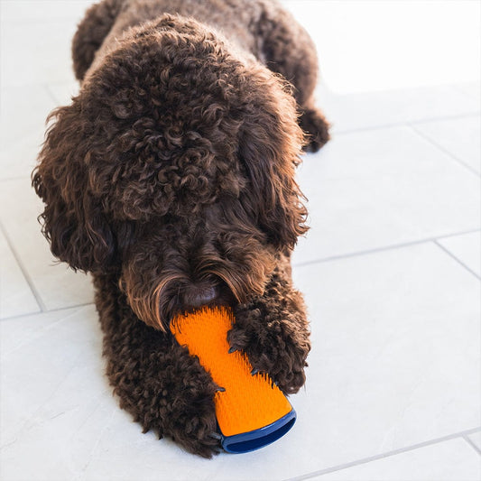 Brown curly dog chewing on a pet teezer detangling brush navy and orange