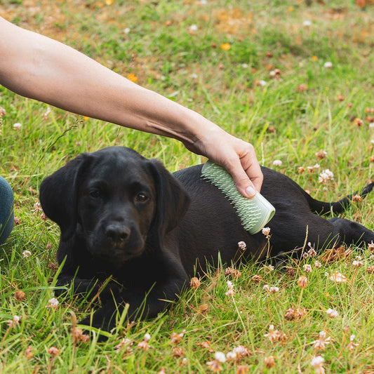 black lab puppy being brushed with a pet teezer mini green