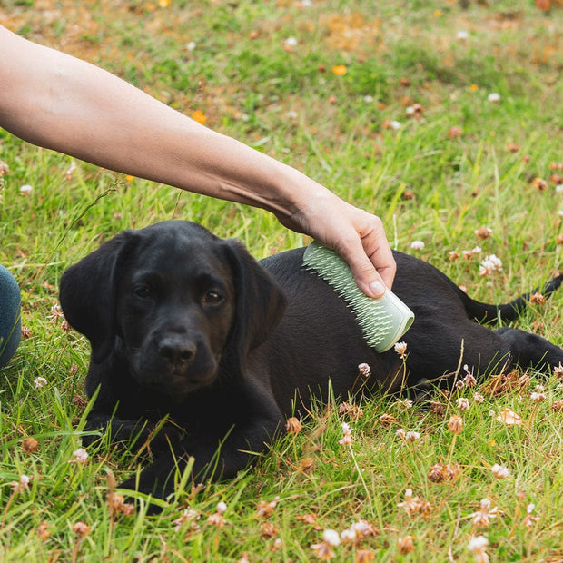 black lab puppy being brushed with a pet teezer mini green