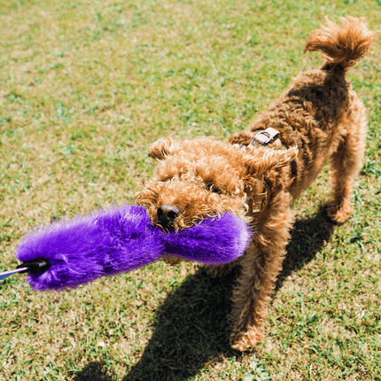 Dog playing with a purple faux fur tug toy on grass