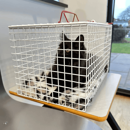 Wire Cat Cage – Secure & Comfortable Carrier for Cats and Kittens